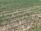 climate-and-soil-of-nuh-distri