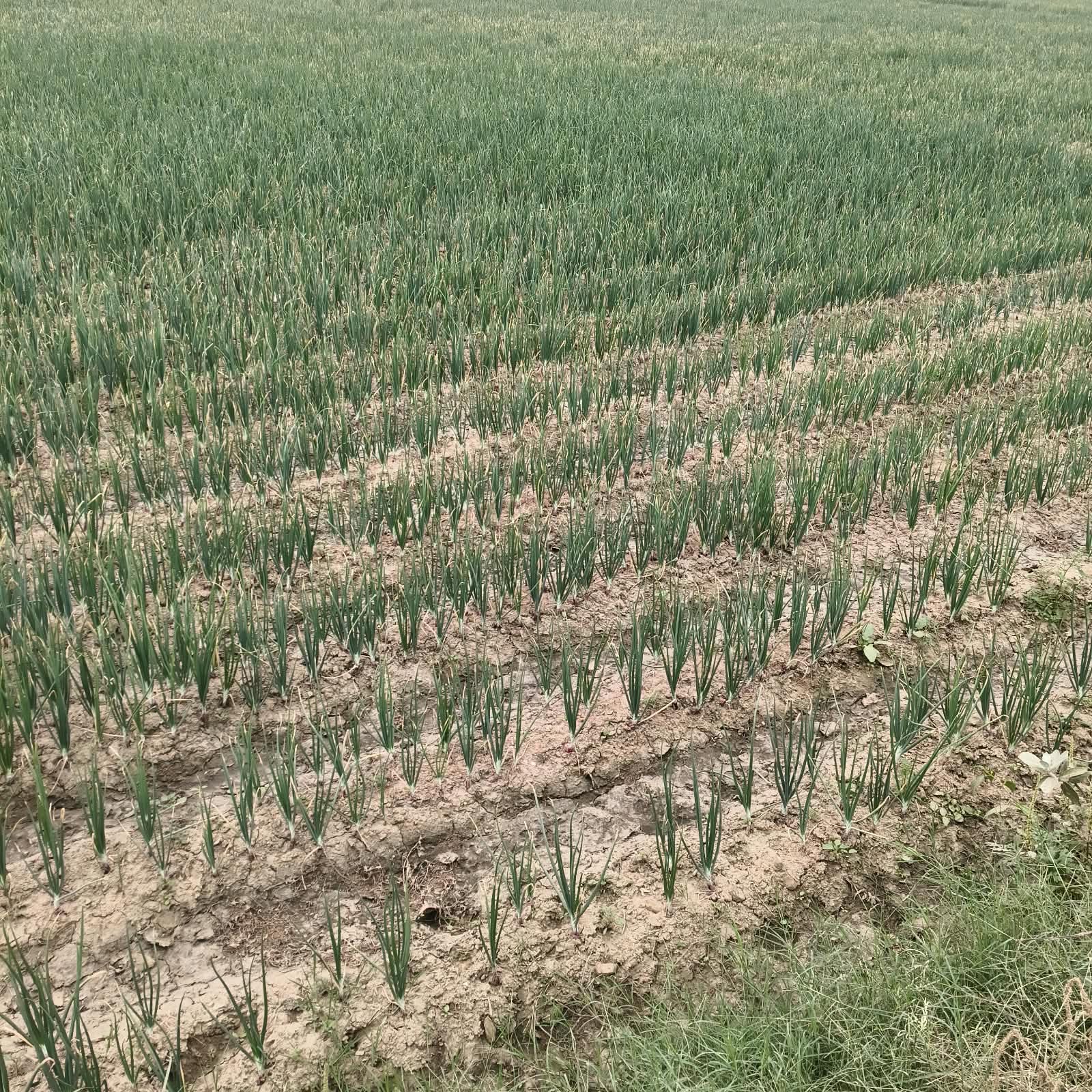 climate-and-soil-of-nuh-distri