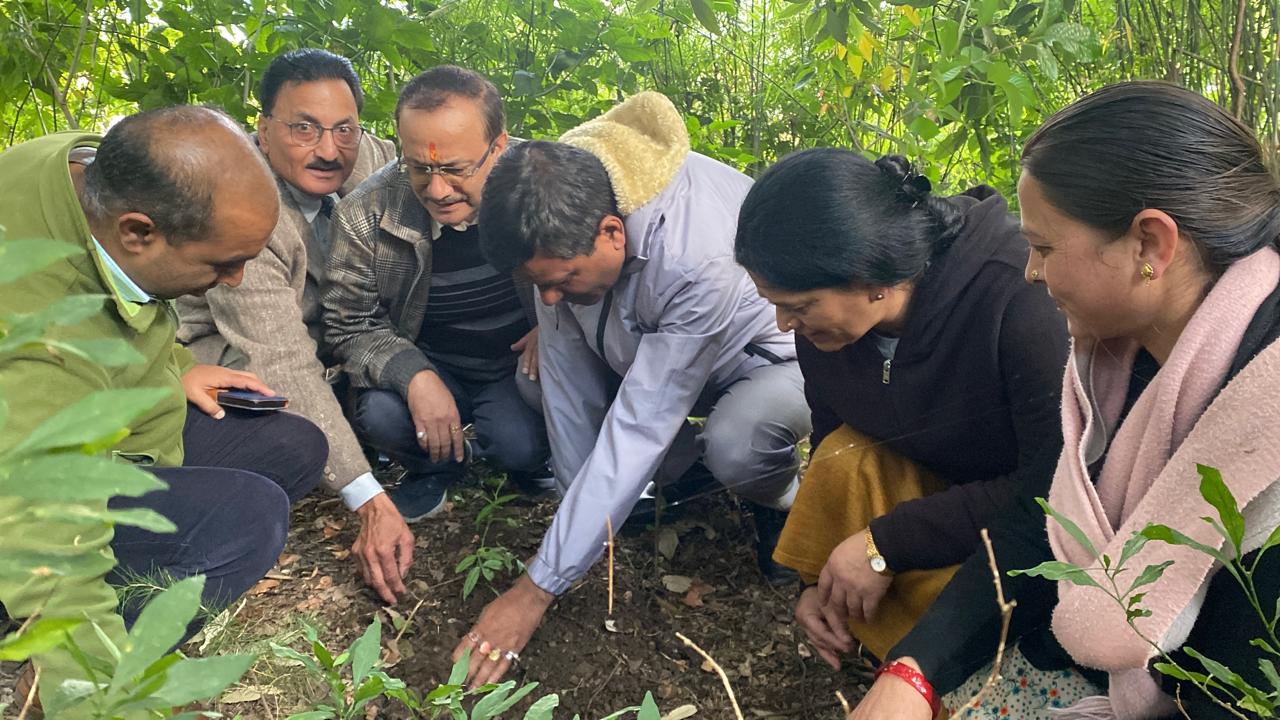 kumaon-university-plantation-