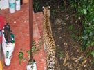 leopard-captured-cctv-vilay