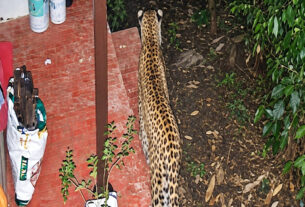 leopard-captured-cctv-vilay