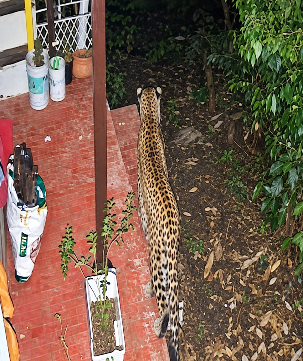leopard-captured-cctv-vilay